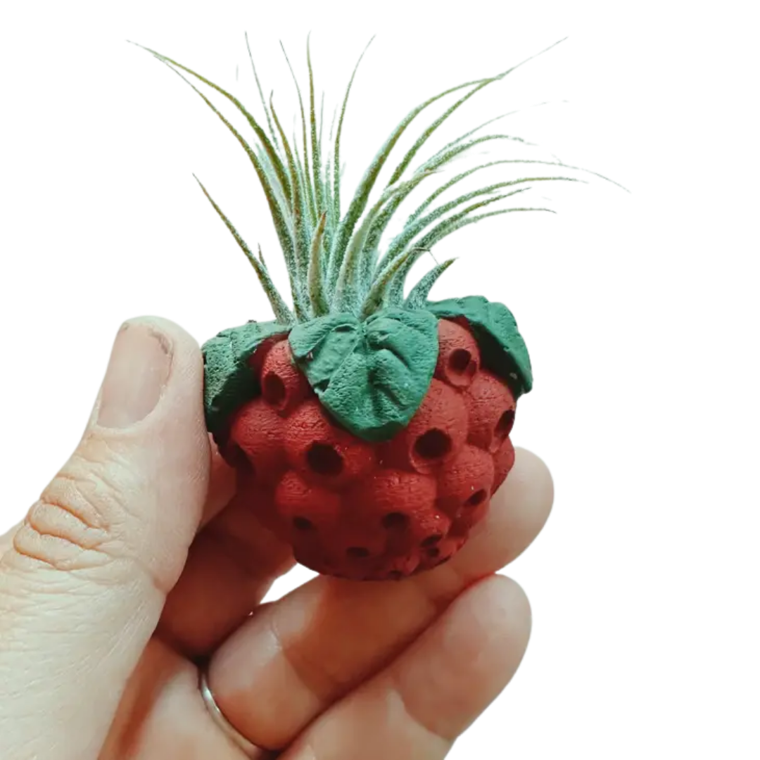 Mini Plant Pot with Air Plant