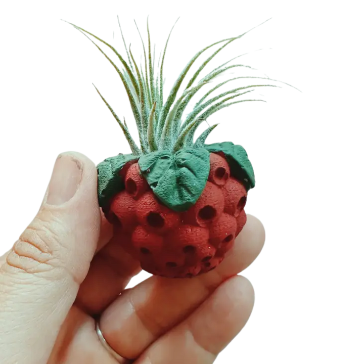 Mini Plant Pot with Air Plant