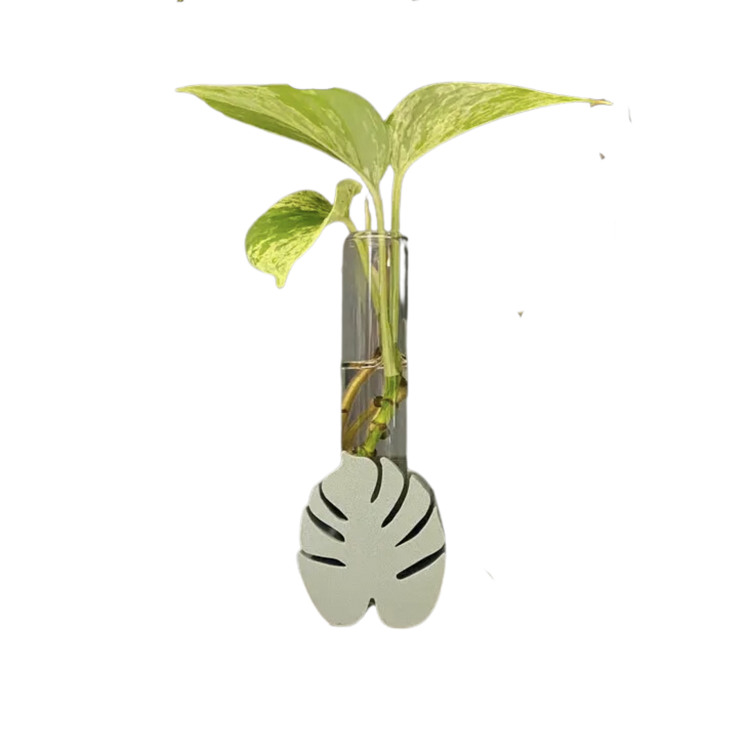 monstera plant reproduction Monstera Propagation Station – Golden Hour Gift Co