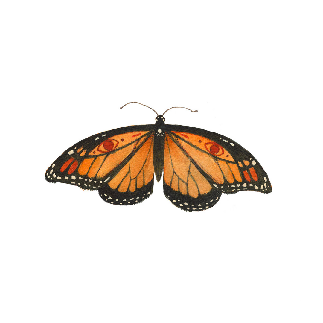 Bug Collection: Monarch - Art Print