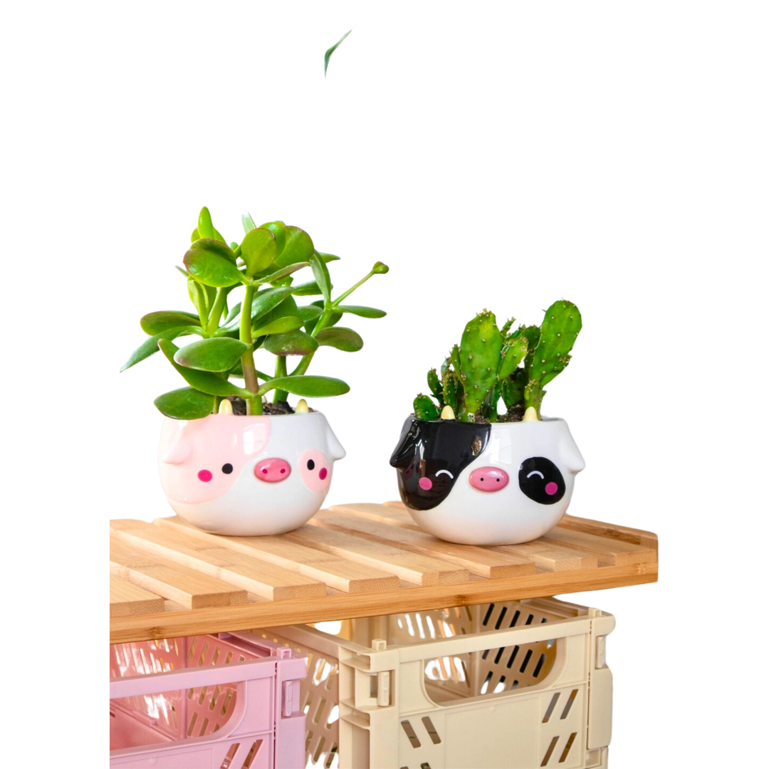 cow planter pot Cow Planter – Golden Hour Gift Co