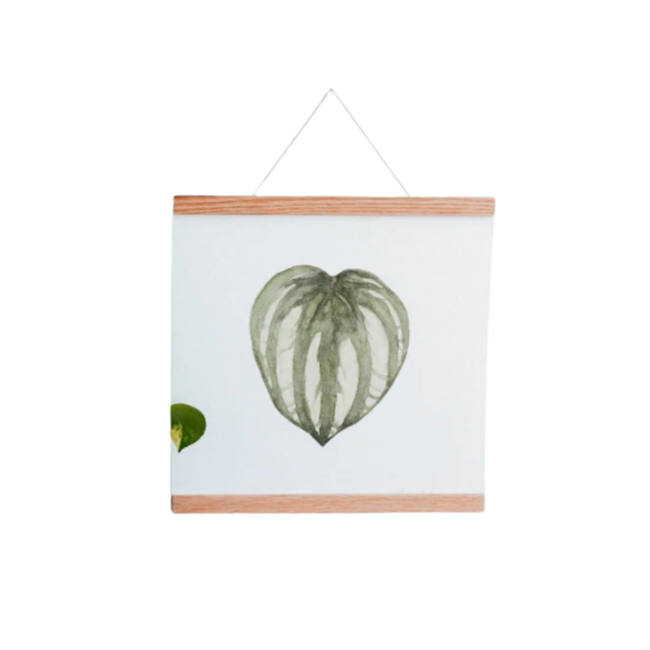 Watermelon Peperomia Art Print