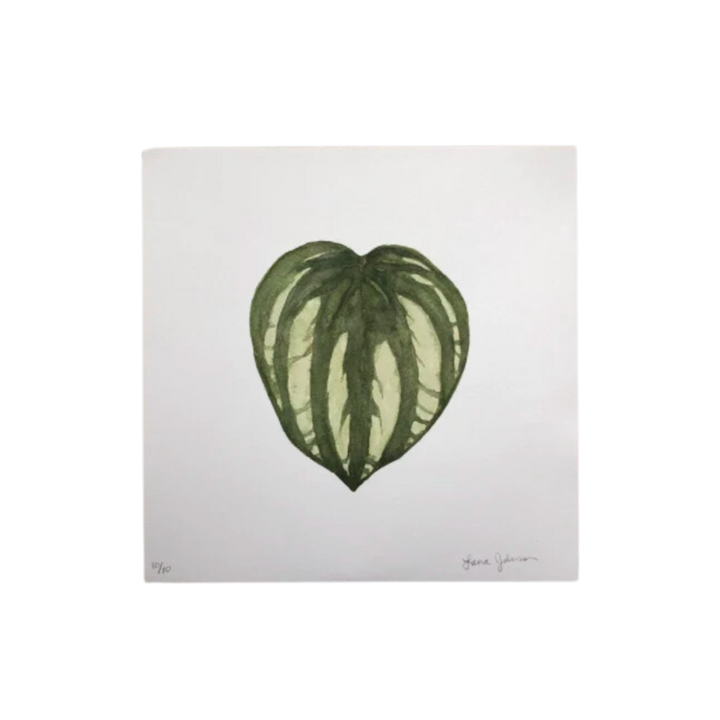 Watermelon Peperomia Art Print