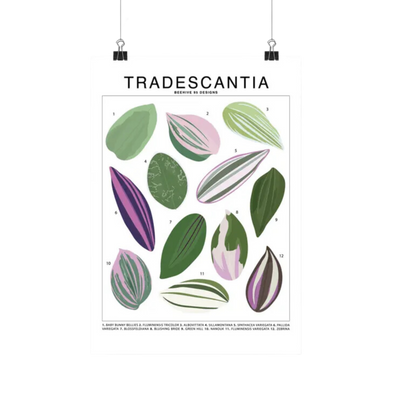 Tradescantia Species Id Chart Botanical Houseplant Art Print