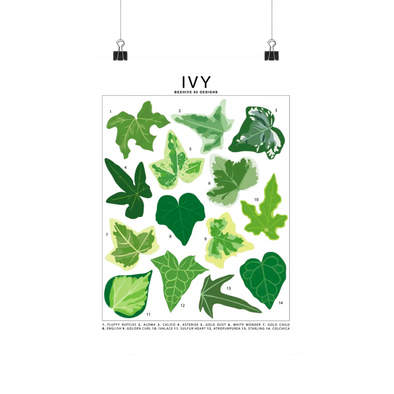 Ivy Species Id Chart - Botanical Houseplant Art Print