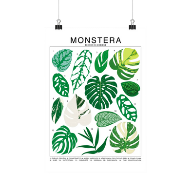 Monstera Species Id Chart - Botanical Houseplant Art Print