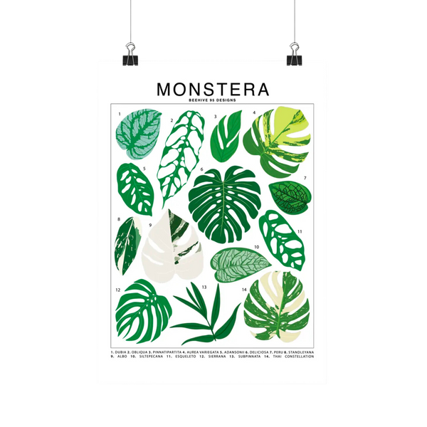 Monstera Species Id Chart