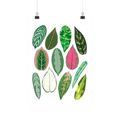 Aglaonema Species - Botanical Houseplant Art Print