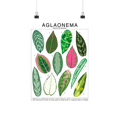 Aglaonema Species Id Chart - Botanical Houseplant Art Print