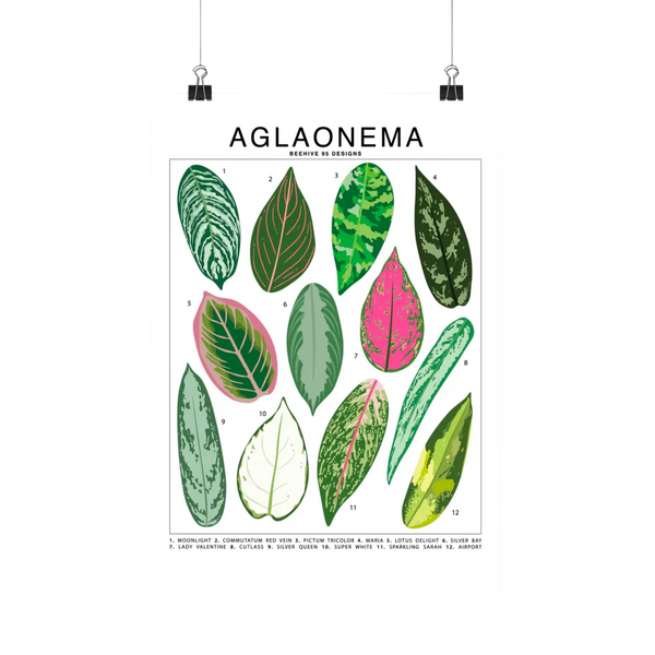 Aglaonema Species Id Chart