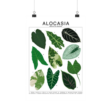 Alocasia Species Id Chart - Botanical Houseplant Art Print
