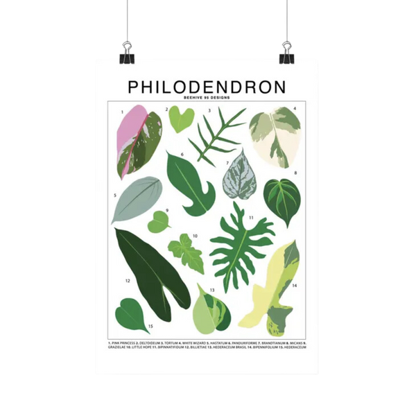 philodendron identification chart Philodendron Species Id Chart Botanical Houseplant Art Print