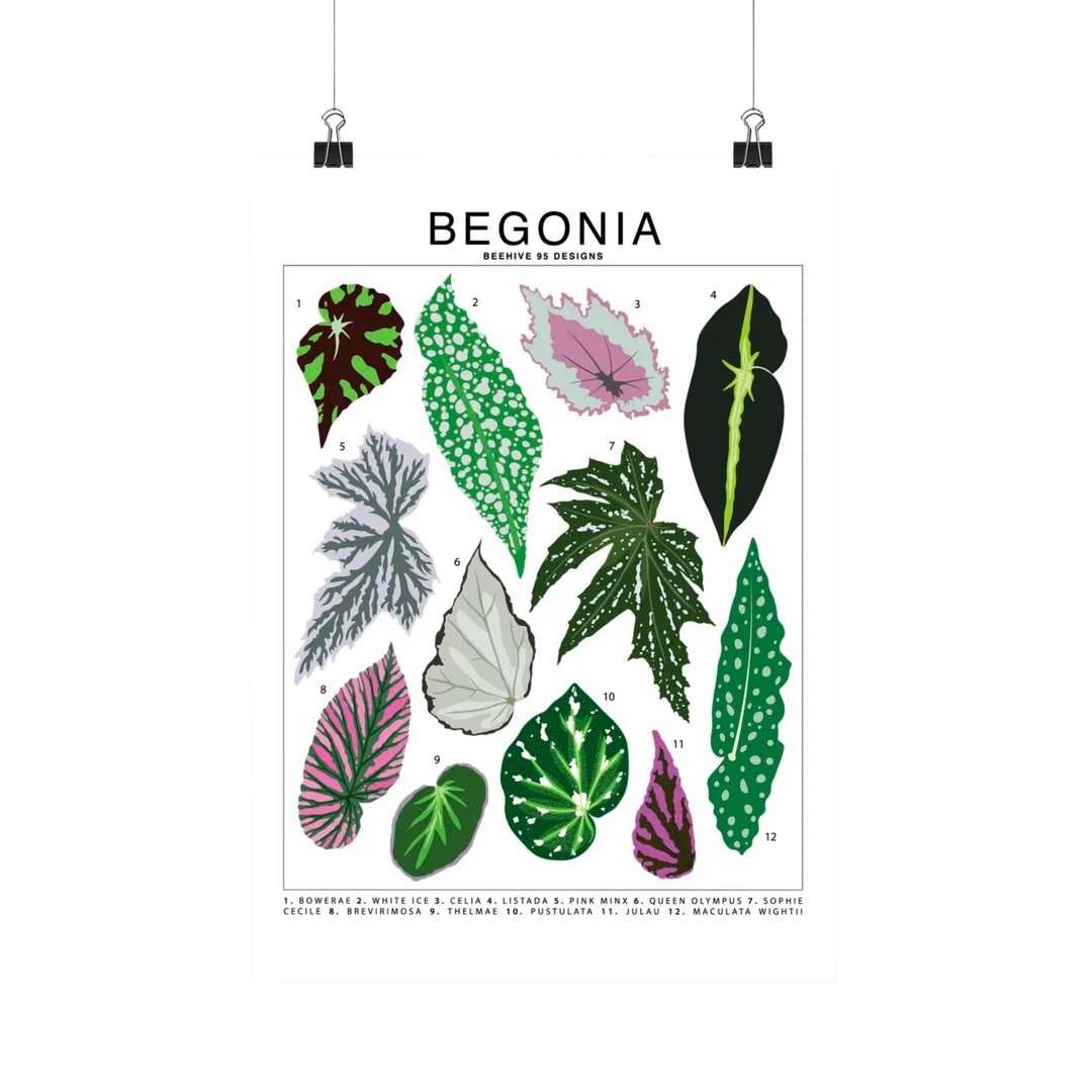 Begonia Species Id Chart - Botanical Houseplant Art Print