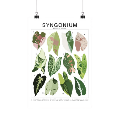 Syngonium Species Id Chart - Botanical Houseplant Art Print