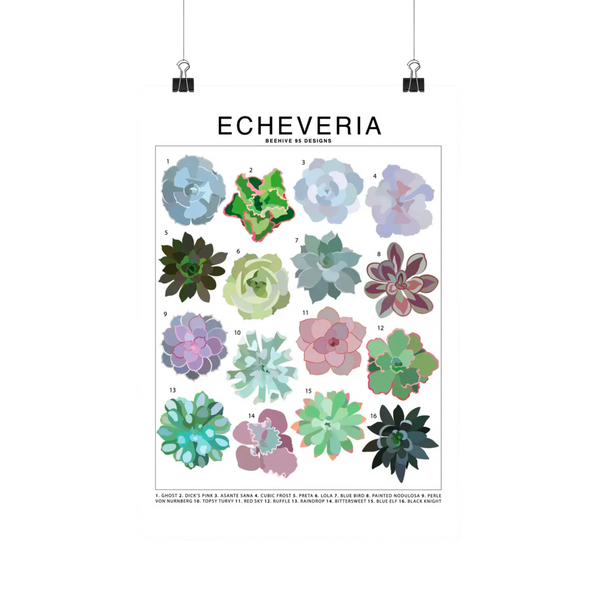 echeveria succulent identification Echeveria Species Id Chart