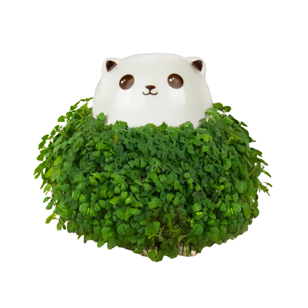 Cat Chia Planter