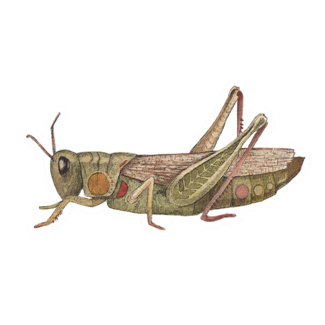 Grasshopper Sticker