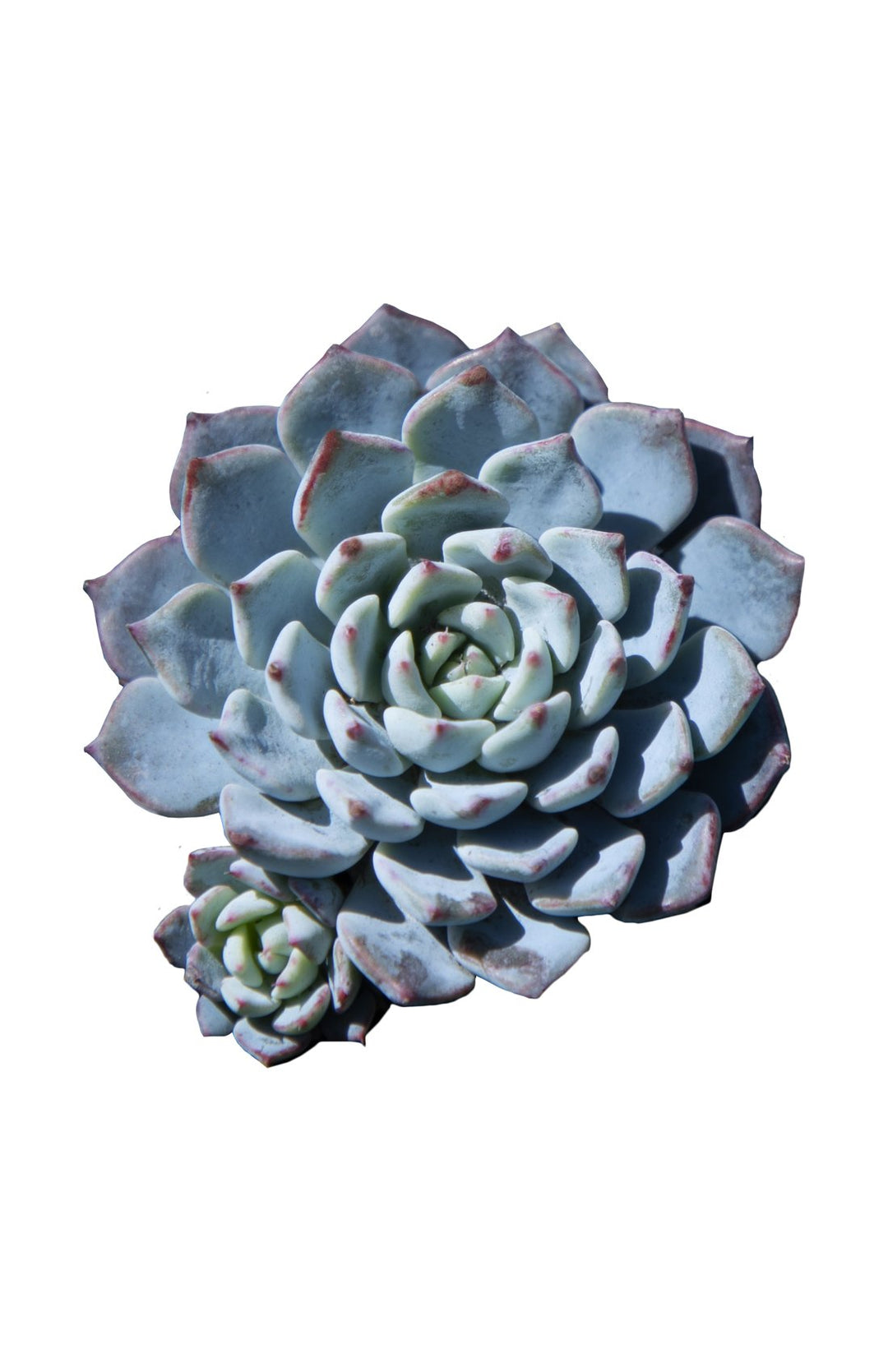 Echeveria ‘Azulita’ - 2.5”