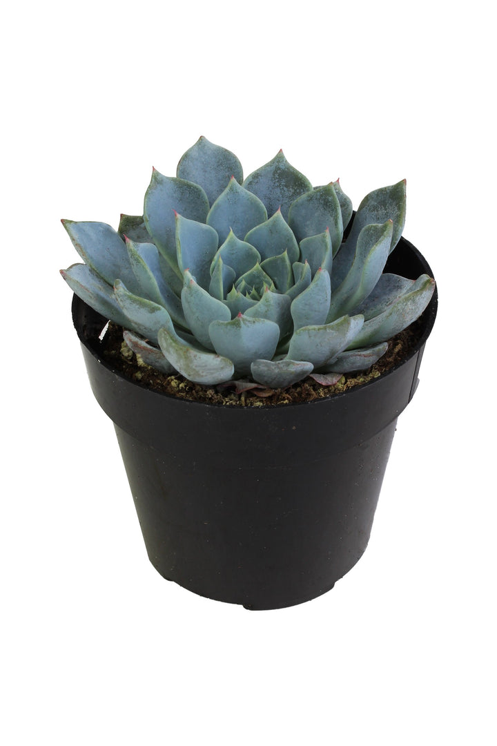 Echeveria ‘Azulita’ - 2.5”