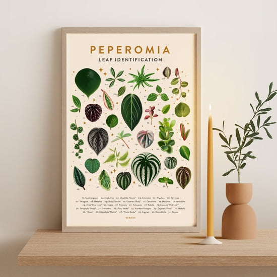Peperomia Plant Poster