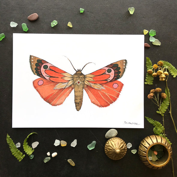 Collector: Moth 1 - Art Print
