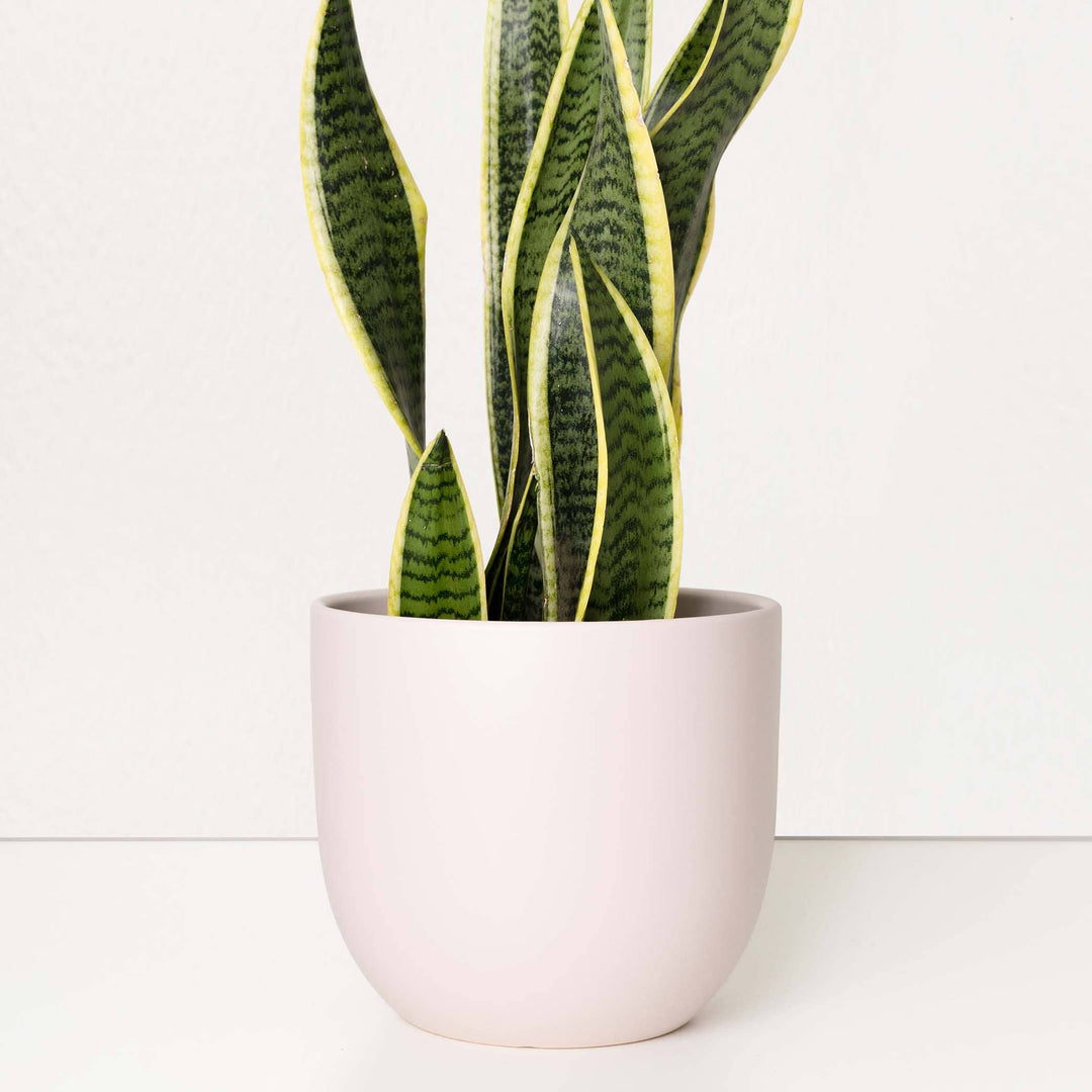 Pink Contour Ceramic Planter