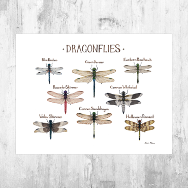 Dragonflies 8.5x11 Print