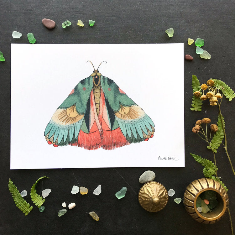 Collector: Moth 7 - Art Print