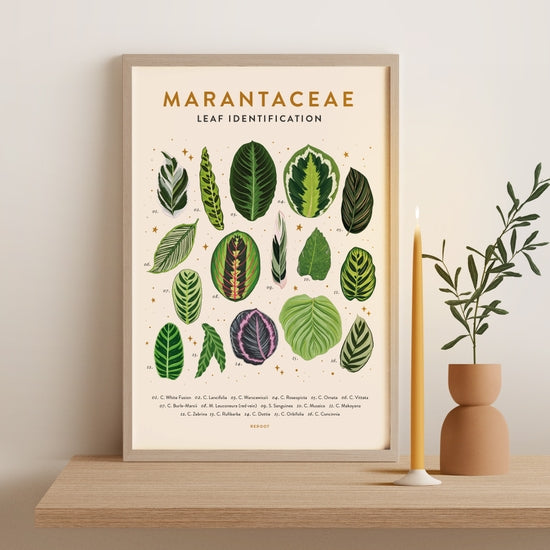 Marantaceae Plant Poster