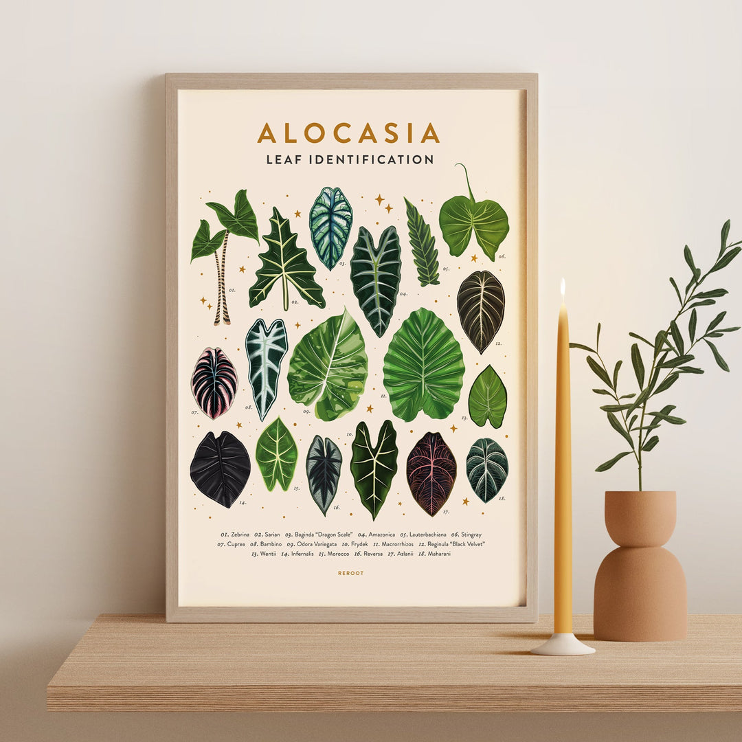 Alocasia Plant Poster