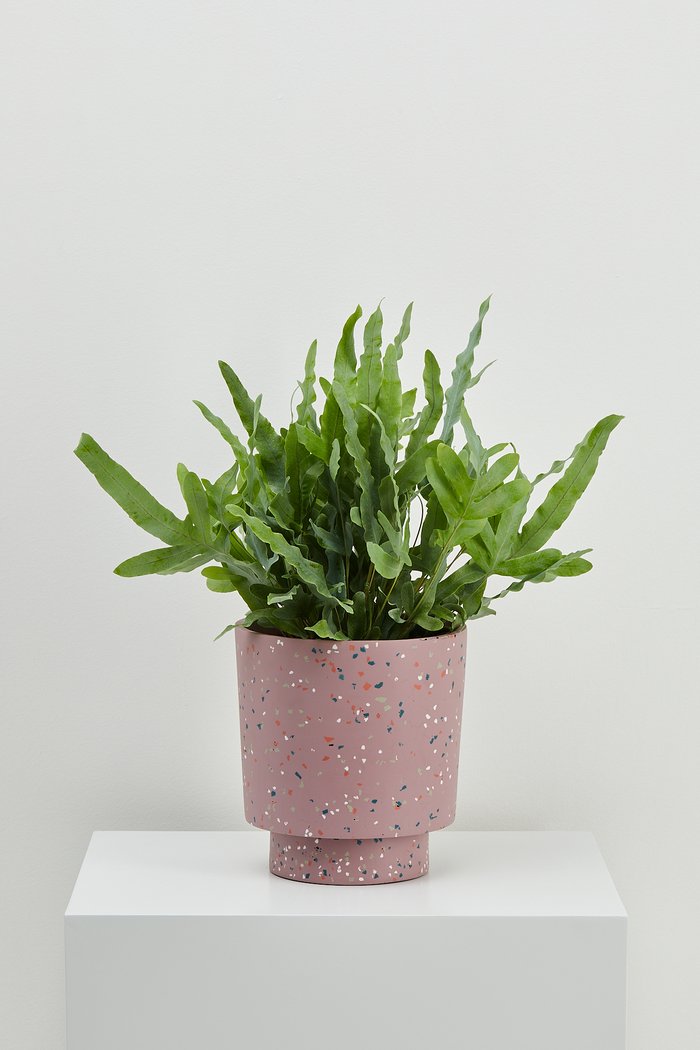 Terrazzo Banjo Planter