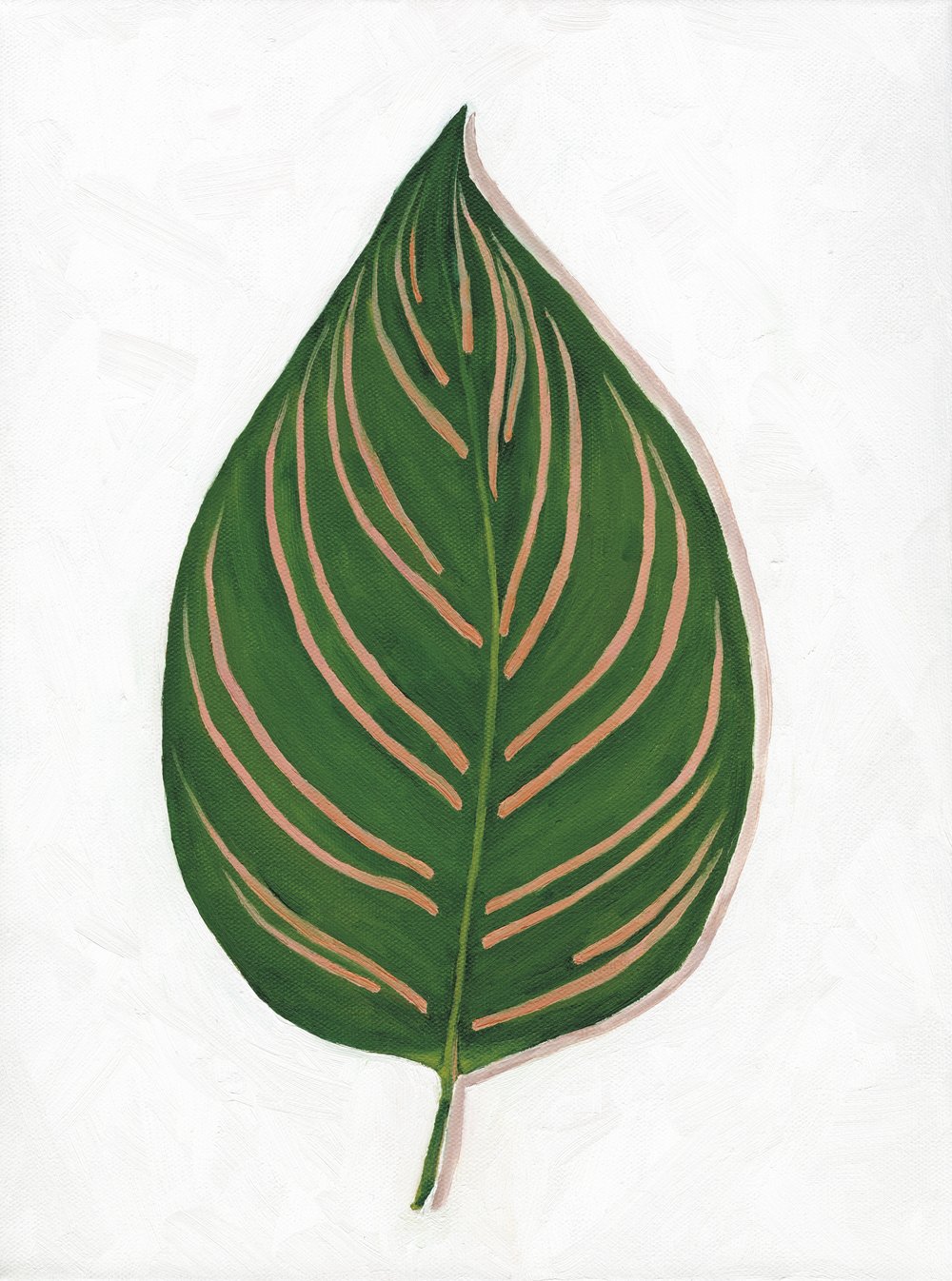 Calathea Ornata Houseplant Art Print
