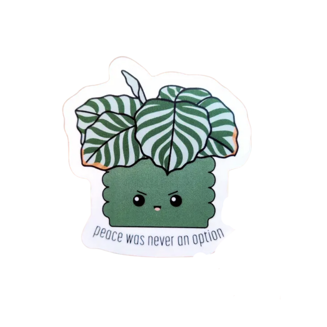 "Peace was never an option" Calathea Orbifolia