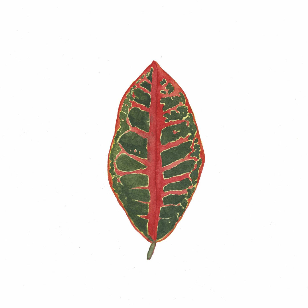Croton Plant Houseplant Art Print
