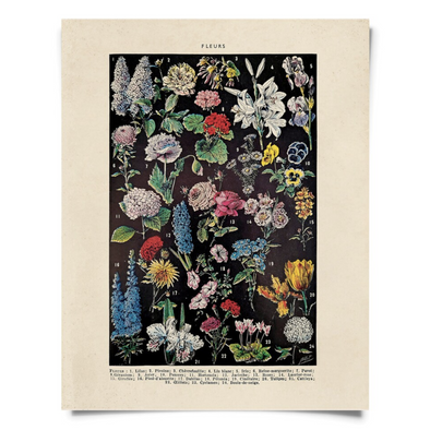 Vintage Botanical Fleurs 2 Flower Print