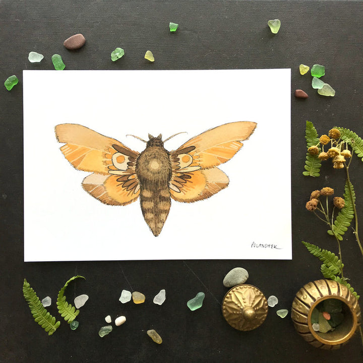 Collector: Moth 6 - Art Print