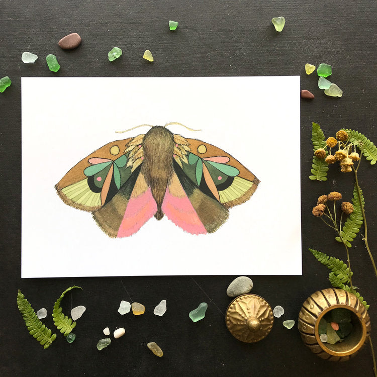 Collector: Moth 4 - Art Print