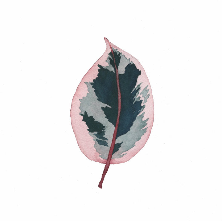 Ficus Ruby Houseplant (Watercolor) Art Print