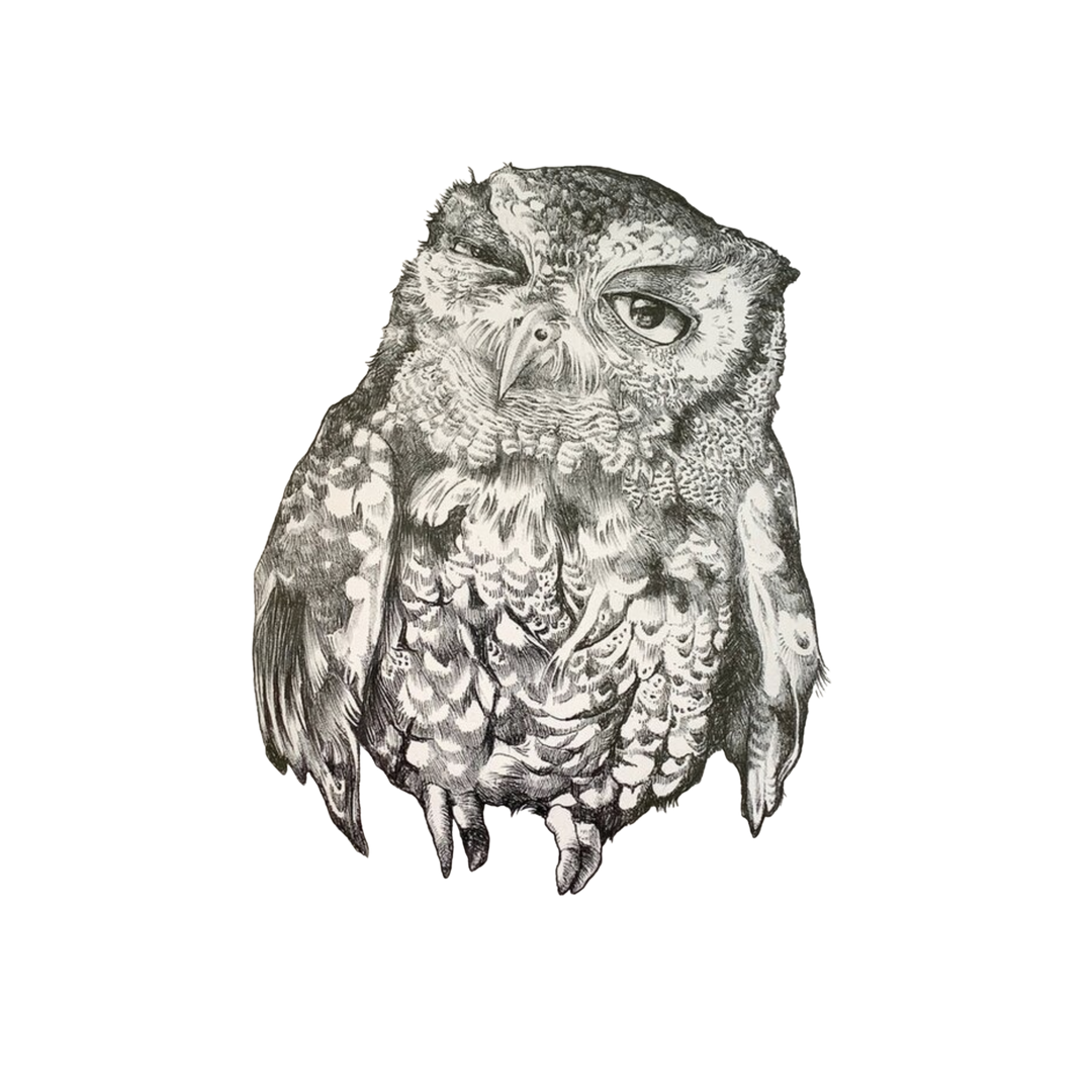 Screech Owl Sticker