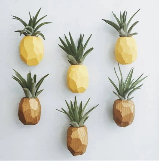 Pineapple Air Plant Magnets