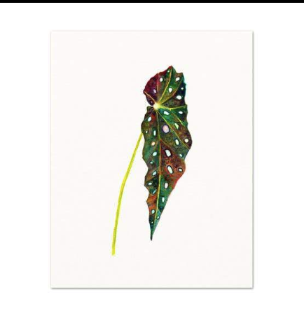 Begonia Leaf Art Print