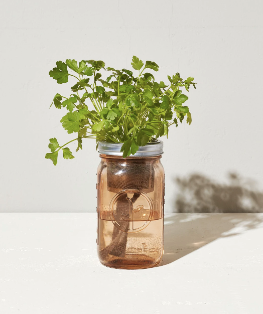 Garden Jar - Organic Parsley