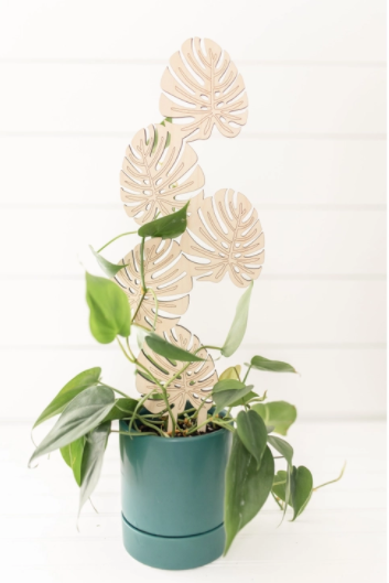 Climbing Monstera Trellis