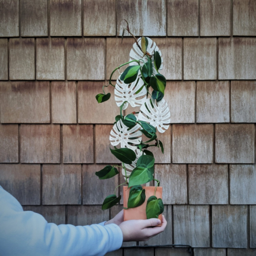 Climbing Monstera Trellis