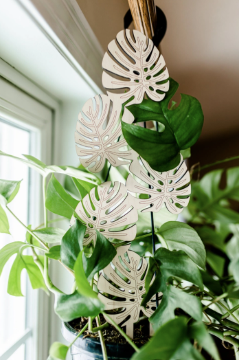 Climbing Monstera Trellis