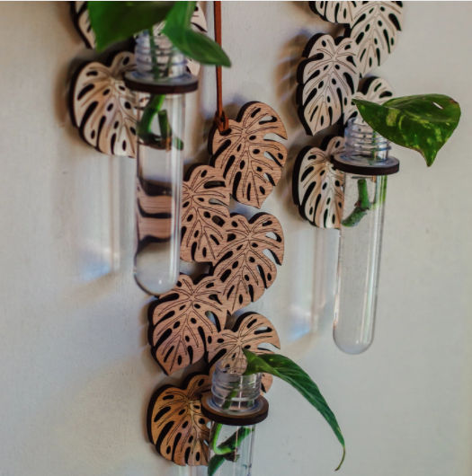Climbing Monstera Hanging Propagation Station