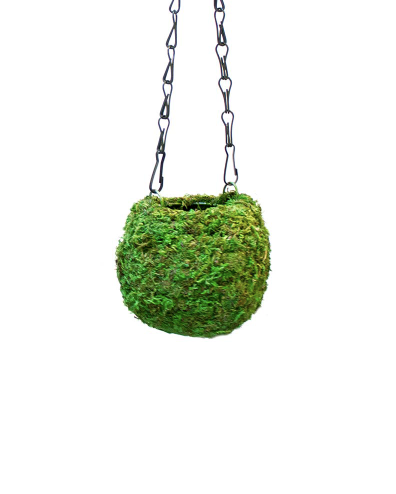 Kokedama - Fresh Green