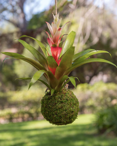 Kokedama - Fresh Green
