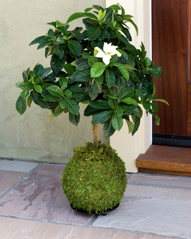 Kokedama - Fresh Green