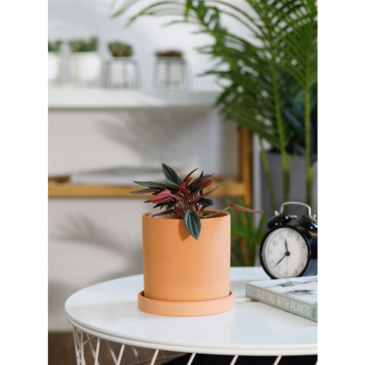 cylinder planter with saucer 4.5 Inch Terracotta Cylinder Planter Saucer – Golden Hour Gift Co